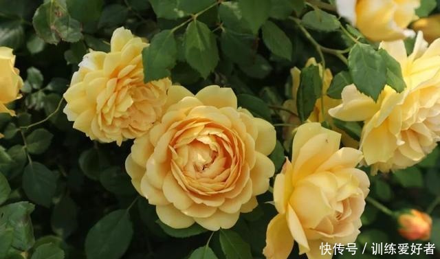 院子里种了13棵藤本月季,各有优缺点,到底哪种好!