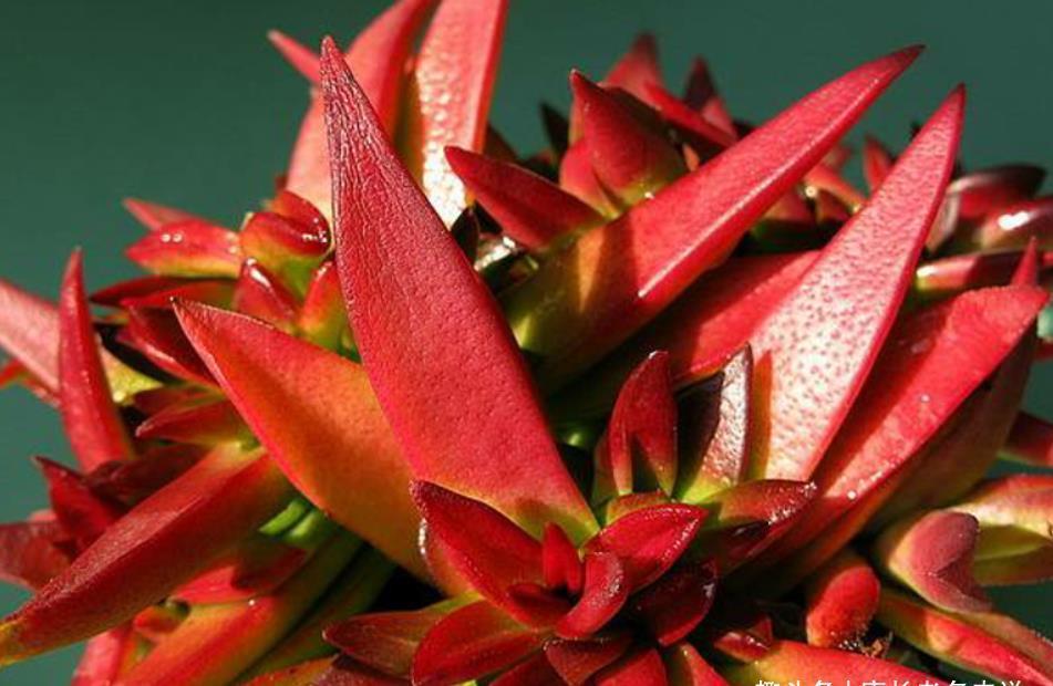 多肉赤鬼城开花怎么办?它开花并不会死,所以我们有多种选择
