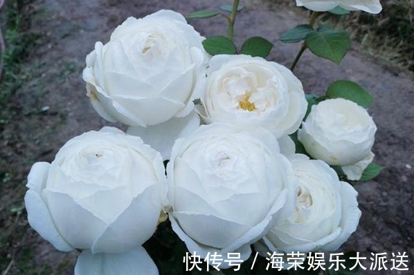 “珍稀玫瑰”幻彩,淡淡的茶香味,花色艳丽,可以说是养花必备