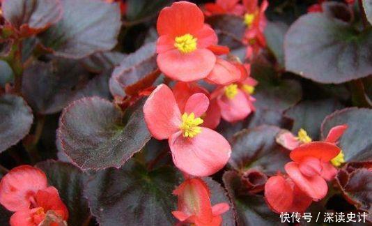 4种超美的花,几乎全年开花,花色绚丽,种植也容易