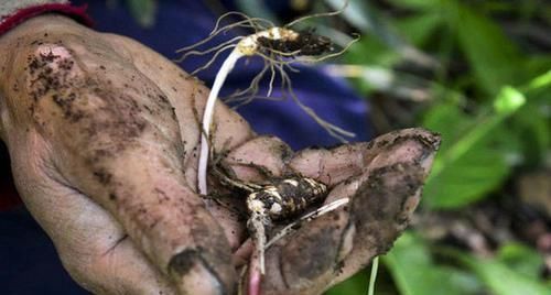 黄豆|前列腺炎怎么引起的？前列腺炎患者日常吃什么？前列腺如何变健康