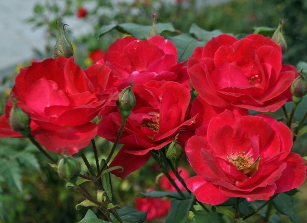 月季夏季养护困难只需注意3个方面，月季花开不断长势好