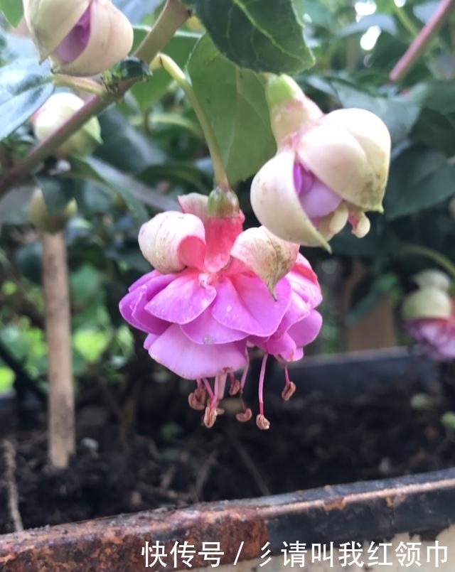 色泽|花型最奇特的盆栽,这种花色泽艳丽,玉笑珠香,欣赏价值极高