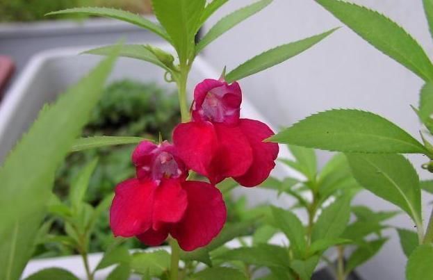 野花野草|农村常见的“指甲花”,还是多种疾病的“特效药”,别再错过