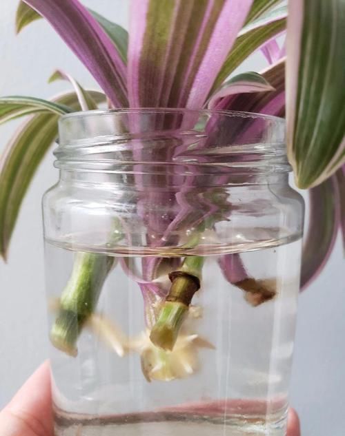 紫背|用水培扦插繁殖的紫背万年青,根长得快,养好了容易开花