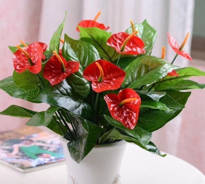 这些植物,越浇水越好,非常喜水,浇水就能活,浇水就能爆盆