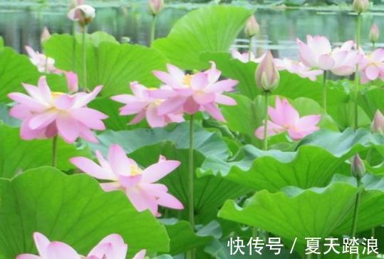 属相|7月下旬,喜鹊报喜,4属相贵人相助,财源广进,成功在望