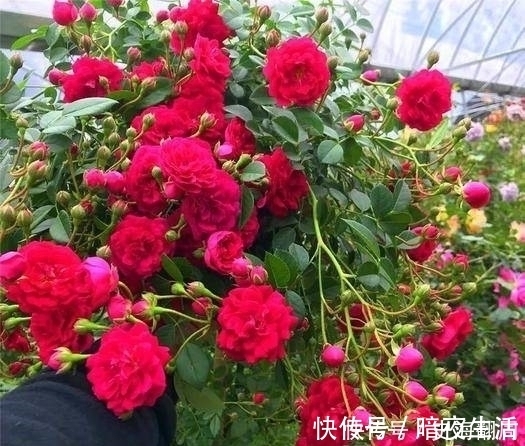 红木香|我国最香的花,插土就能活,好看又好养,一年能开180天