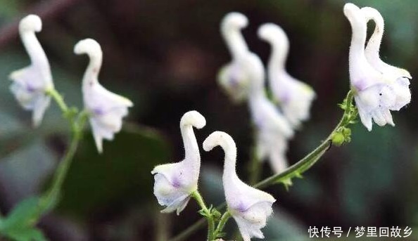 名字|喜欢菊花，不如养盆“高档小花”血根草，名字奇葩，长得却很美