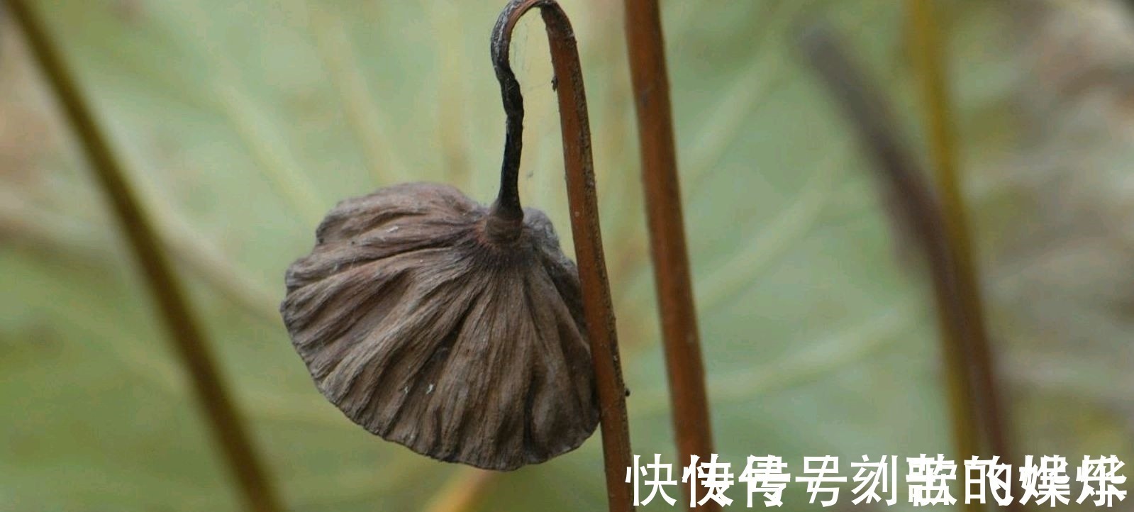 秋声!深秋的枯荷有多美,王瀚的《题败荷》,孤怀落拓的情绪尽在笔端