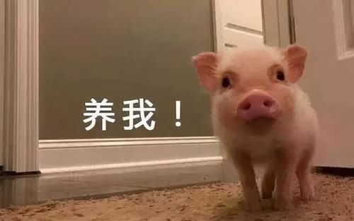 房价|1000多家房企相继跨界养猪,只因房价下降猪价上涨?别太天真了