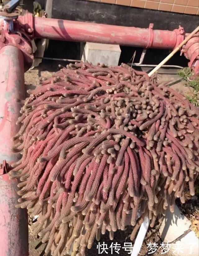 仙人掌“大毛虫”,冬天冻通红,春天“精致”满头,开眼了