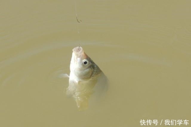 钓浮不会调漂没关系,这两种方法,会操作、懂思路就能上鱼