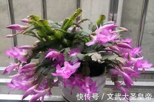 都说蟹爪兰难养,记住蟹爪兰有“8怕”,挨个避开,才能叶厚花多