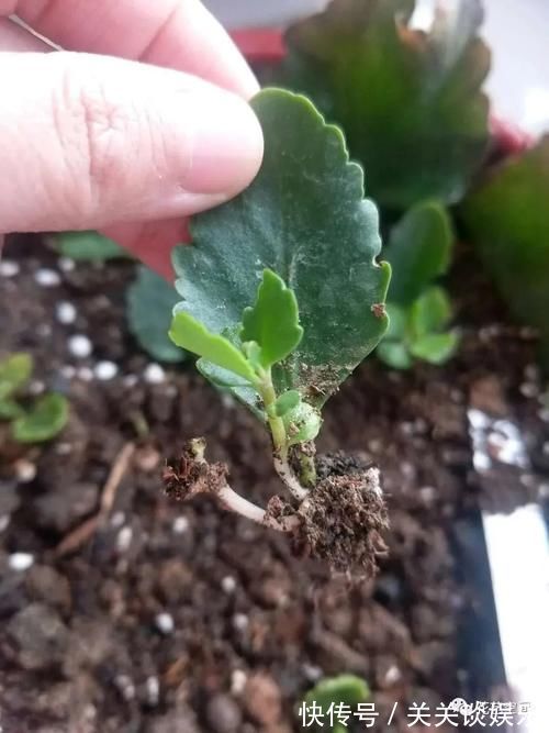 蟹爪兰|邻居家有这四种花,要个枝插土里就活,聪明人都这么干