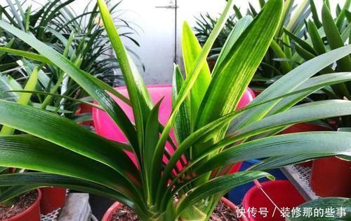 老花农的经验分享：养花做好3件事，什么花都能养活，3分钟学会！