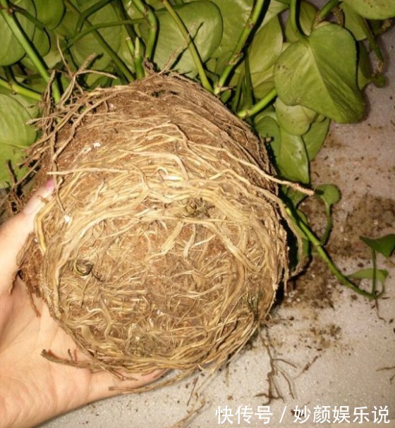 植物|养花“杀手”都有的5个毛病,难怪买花“养1盆死1盆”,要改正了