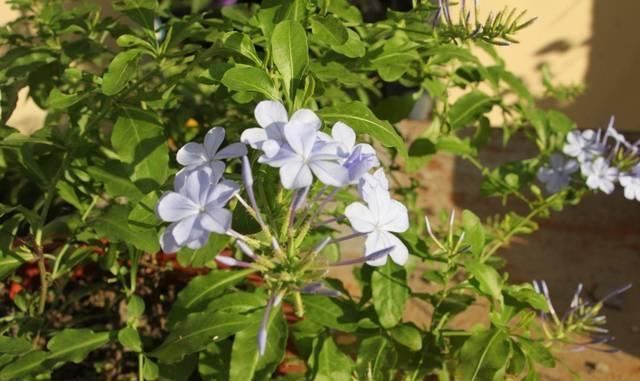 这花长得巴掌大,越晒花越多,一不小心就开成瀑布