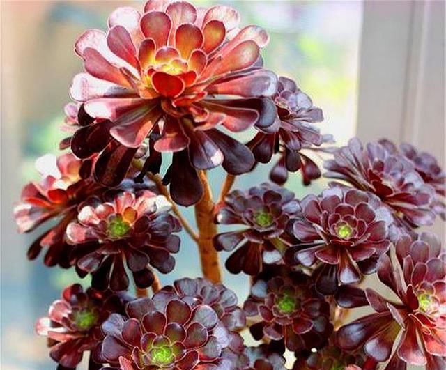 黑和尚擅长斩首技术,所以在这5点,侧芽长得很快一个是头发变长