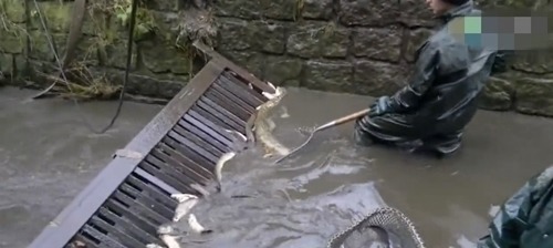 在河里放置铁栏栅，经过的鱼都被拦了下来，看的人都眼红了