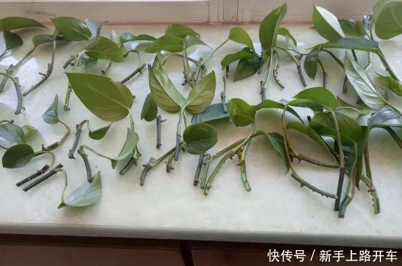 8种花换盆,换好了生一堆,换错立马死!8种花换盆,换好了生一堆,换错立马死!