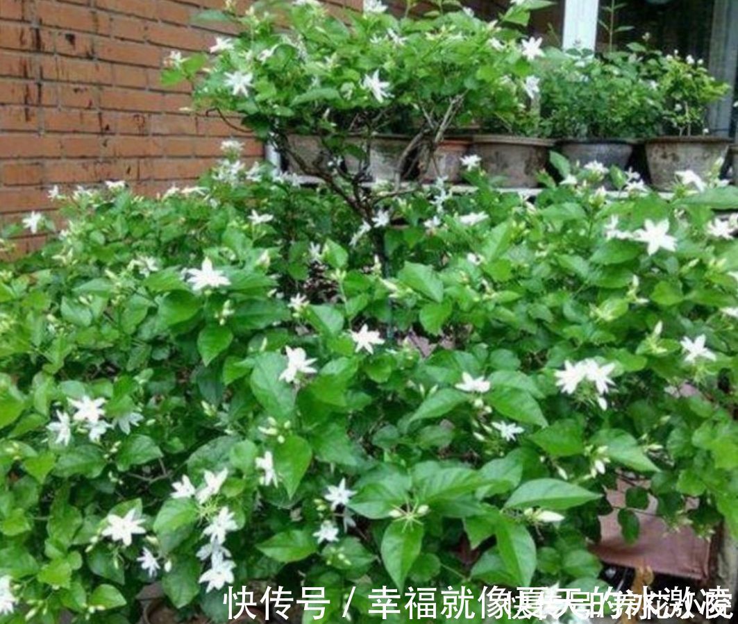 磷酸二氢钾|茉莉只长枝条不开花,马上给它做好三件事,枝头挂满花苞