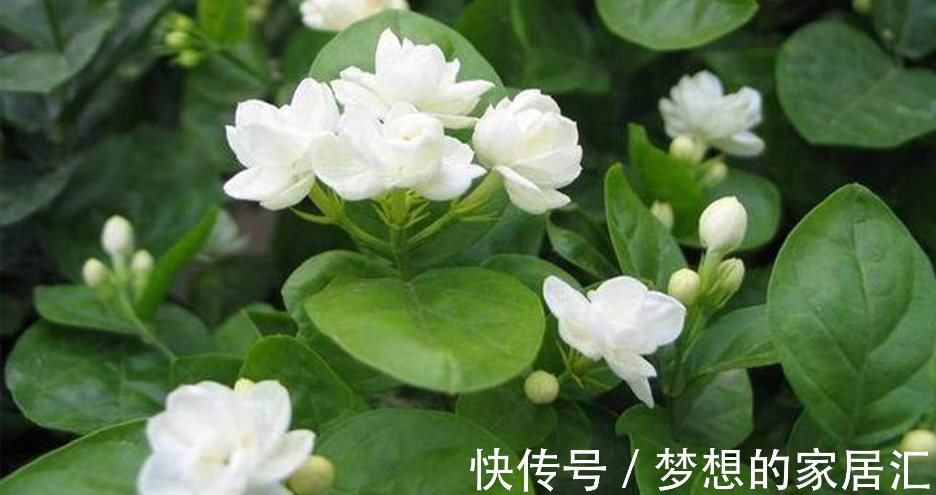 抵抗力|茉莉花冬天想要不怕冻,秋天养“壮”它很关键,基础措施了解一下