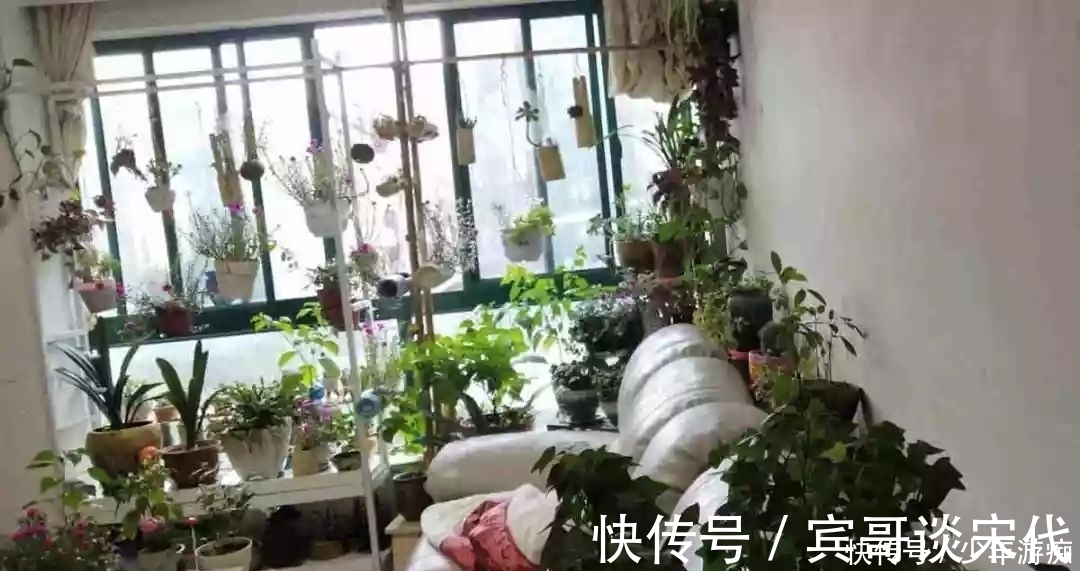 花园|养花技巧：客厅养一堆便宜花，一年四季开不停，没钱也能变花园！