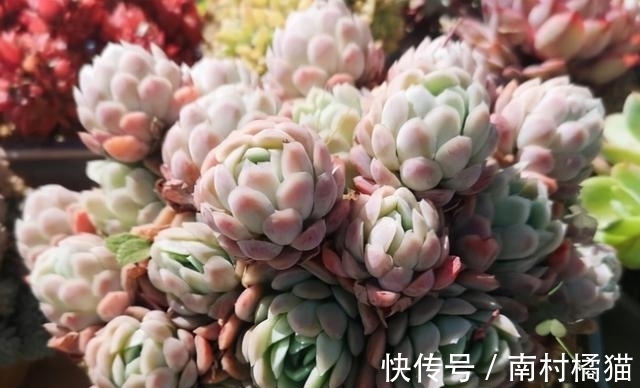 叶片|多肉植物红粉佳人养护指南:抓住4点要求,上色出状态易