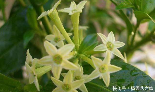 夜来香何时移载
