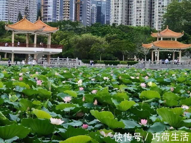 西湖|如果去不了西湖，就来深圳洪湖公园吧，一大片荷花正盛开