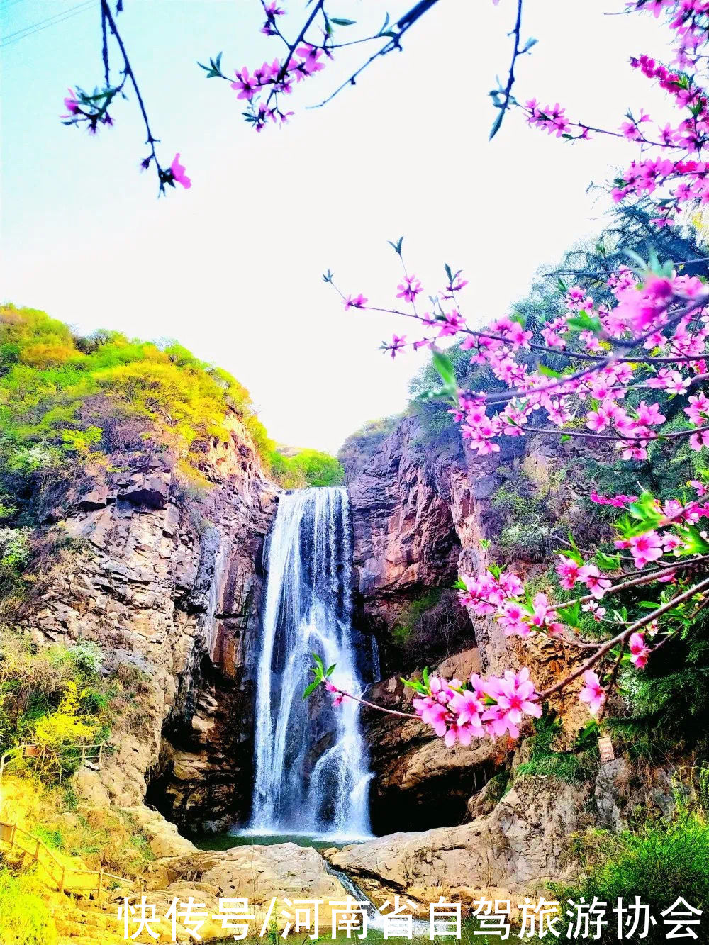 贺中国首届连翘花节在卢氏举办，豫西大峡谷风景区免门票9天