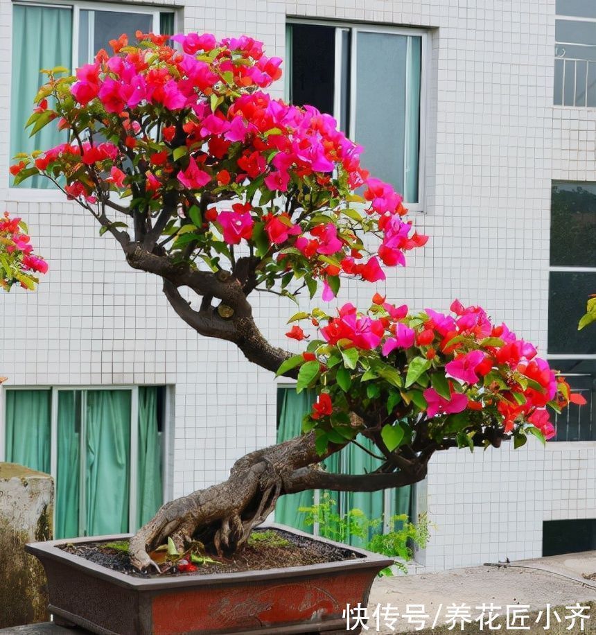 盆景|新手想玩盆景？可以试试4种植物，生长快速易成型，新手难养死