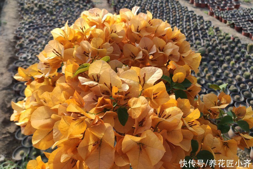 条件|三角梅只需要见光控水就开花？错！还要有2个前置条件
