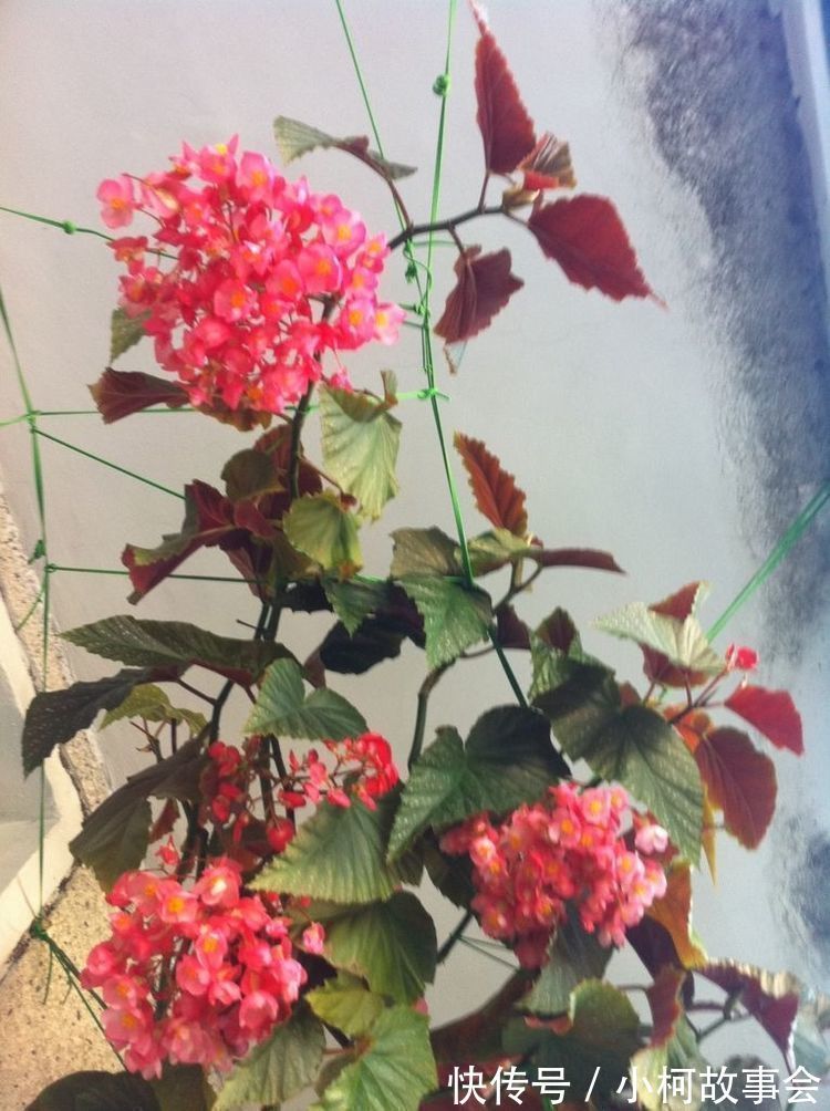 几种花吸甲醛很厉害,养上几盆,室内甲醛没了,生活更舒适!