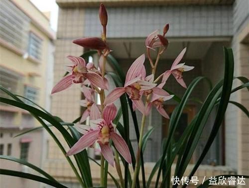 老花农养兰花，只用1种植料，易生根好栽种浇水方便