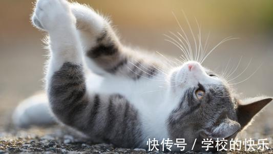 |幽默笑话:又是中秋节。是吃螃蟹的好季节。这个时间大闸蟹特别肥