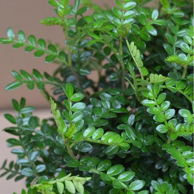 人养花,花也养人,4种花净化空气,养在阳台,轻松开成花海