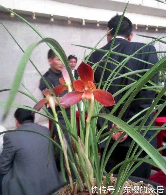 花色|中国兰花第一红火热的红河红,美丽大方,炽烈花色美丽至极