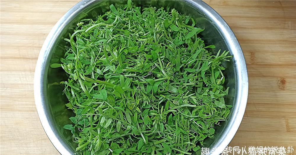 野豌豆苗能不能吃