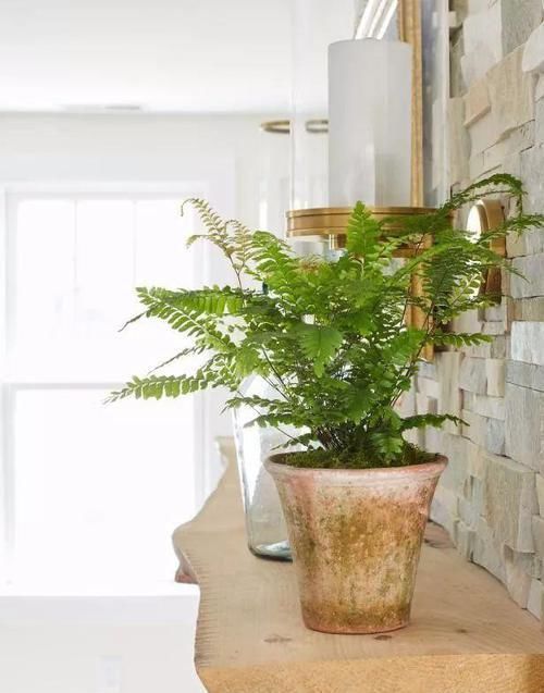 角落|17种适合生长在弱光处的室内植物,可以摆放在家里的任何角落