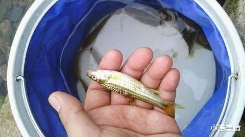 我国公认“最难吃”的6种鱼,如果你全部吃过,我敬你是条汉子