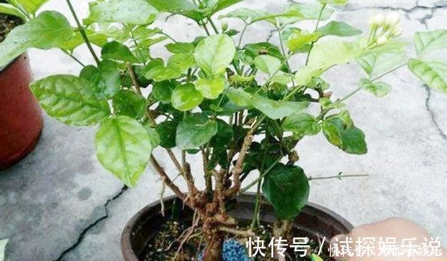 花王|秋天买茉莉，枝头满花苞3点谨慎，别手欠，开成“爆花王”