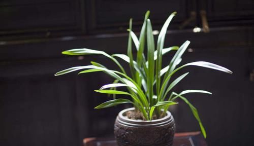  植物|用喝剩下的汤水来养花，保准植物枝繁叶茂，蹭蹭蹭的往上长！