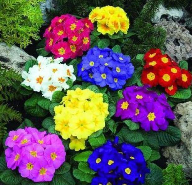 “3种花”是懒人的最爱,有阳光就爆盆,美爆了