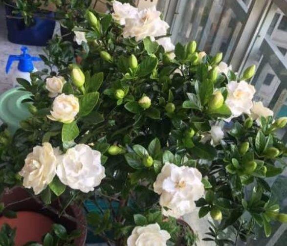 二月初一养4种“旺财花”,聚福聚财气,养一盆旺运一整年!