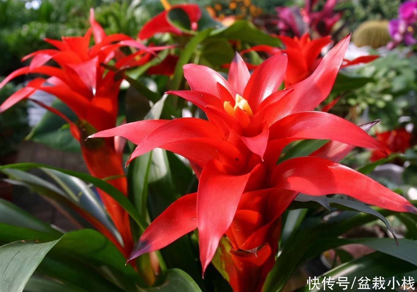 寓意|建议中老年花友：养花就养这4种，寓意是真的好