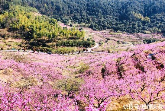 中年|杭州郊区有个世外桃源村，芳草鲜美，落英缤纷，阳春好去处