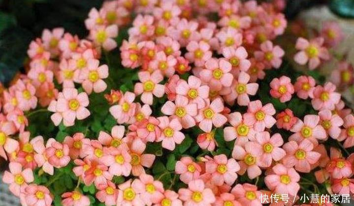 简单|6种四季常开的花,开花量大花香浓郁,养护简单爱开花