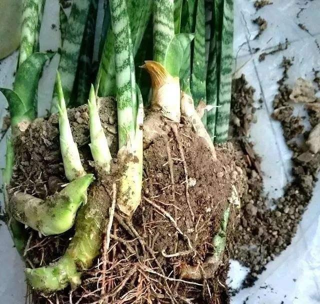 虎皮兰不爱长“小芽”教你一招，小芽出不停，花纹更艳丽